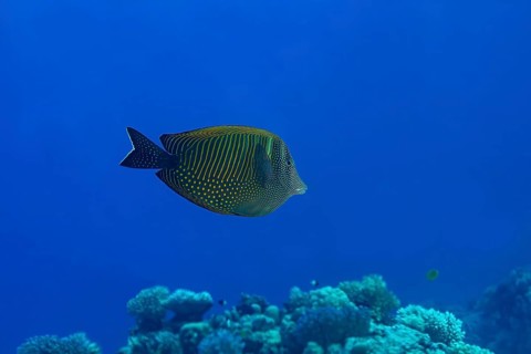 A vibrant Desjardin's Sailfin Tang (Zebrasoma desjardinii) glides through the clear blue waters,
