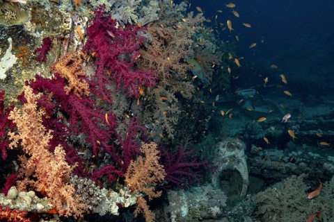 A lively undersea tableau featuring schooling Sea Goldie elegantly gliding through a cluster of