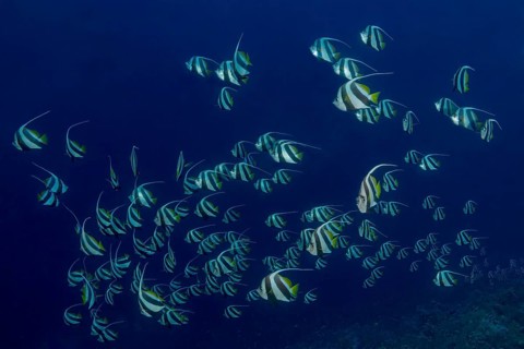 A tranquil underwater scene featuring a school of Schooling Bannerfish, elegantly gliding through