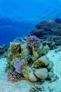 A vibrant underwater landscape showcasing a variety of corals set against a deep blue ocean