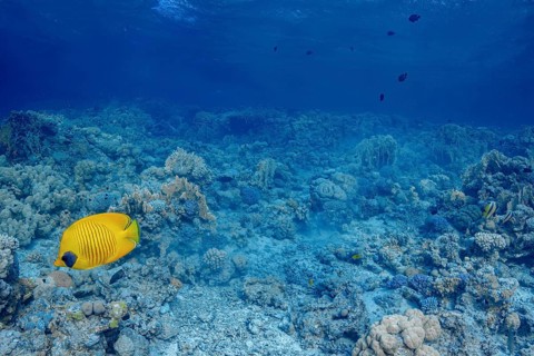 A masked butterflyfish (Chaetodon semilarvatus) elegantly swims among a diverse coral reef,