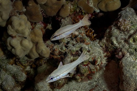 A pair of Yellowstriped Cardinalfish (Ostorhinchus chrysopomus): in their natural coral reef