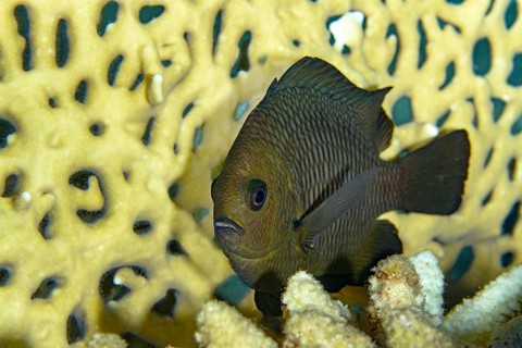 A Threespot Dascyllus (Dascyllus trimaculatus) captured swimming near vibrant sponge coral in a