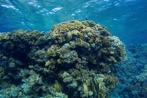 A bustling underwater scene showcasing a diverse array of coral formations and fish species