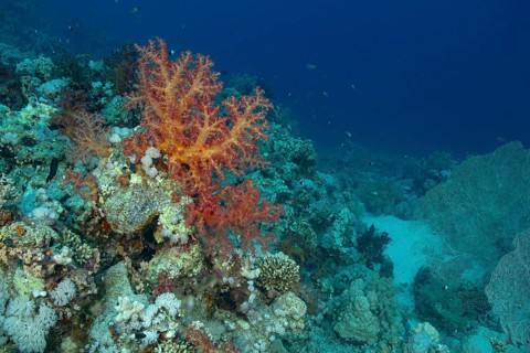 A stunning underwater landscape showcasing a vibrant coral reef filled with various corals, sea