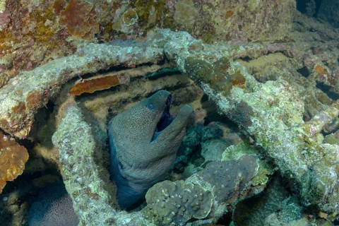 A giant moray eel, Gymnothorax javanicus, emerges from its hideout among vibrant coral reefs,