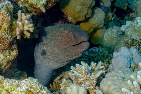 A Giant Moray (Gymnothorax javanicus) is captured peeking from its hideaway among vibrant coral