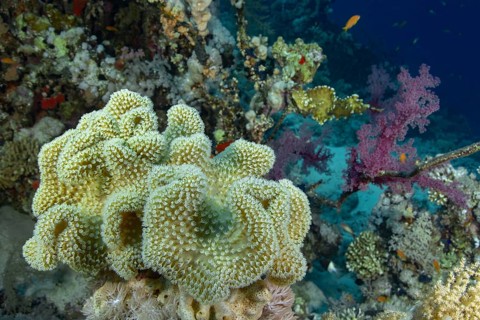 An abundant coral reef vibrantly colored with purple and red soft corals, yellow soft corals in the