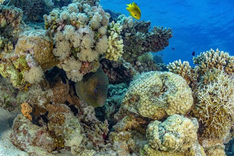 A giant moray (Gymnothorax javanicus) and a Damselfish navigate through colorful coral reefs,