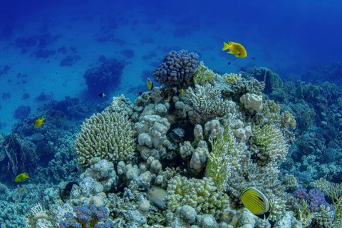 A vivid underwater landscape showcasing a healthy coral reef bustling with marine life including