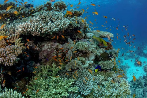A bustling underwater community demonstrates biodiversity on a coral reef, with various fish