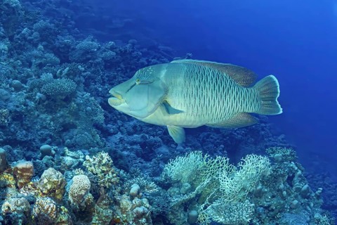 A stunning Humphead Wrasse (Cheilinus undulatus) glides serenely among vibrant coral reefs,