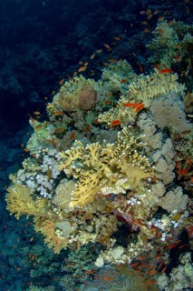 A stunning underwater scene with schooling Sea Goldie (Pseudanthias squamipinnis) elegantly