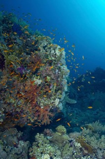 A bustling underwater scene showing diverse marine life including the Sea Goldie (Pseudanthias
