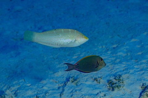 A Variegated Wrasse (Coris variegata) beside a Brown Surgeonfish (Acanthurus nigrofuscus) swim