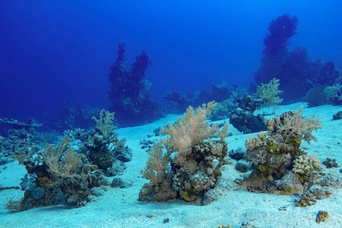 A rich underwater scene featuring a sandy bottom flanked by vibrant coral formations and black,