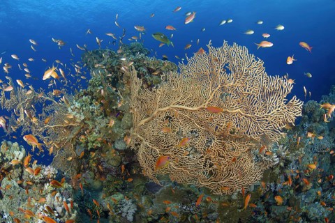 A bustling coral reef with various fish species swimming among intricate corals, showcasing a rich