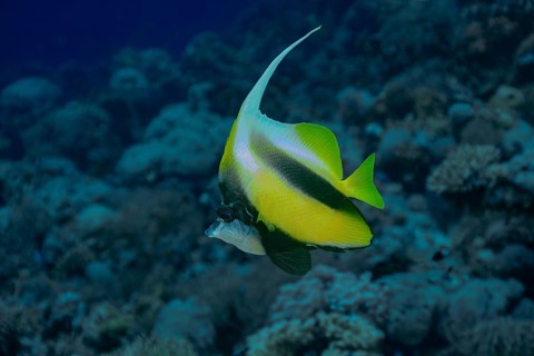 A vividly colored Red Sea Bannerfish (Heniochus intermedius) gracefully swimming in the expansive