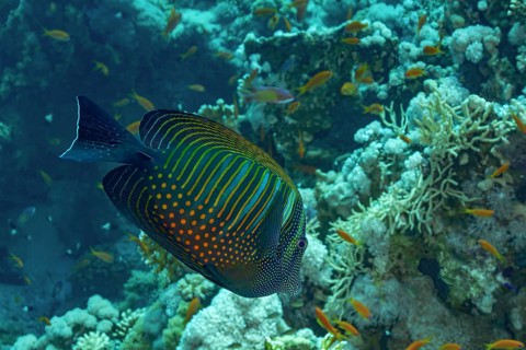 A colorful Desjardin's Sailfin Tang (Zebrasoma desjardinii) glides gracefully among vibrant coral