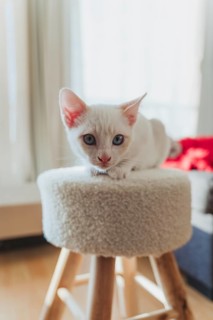 A delightful white kitten with blue eyes relaxes on a cozy wooden stool, basking in the warm light