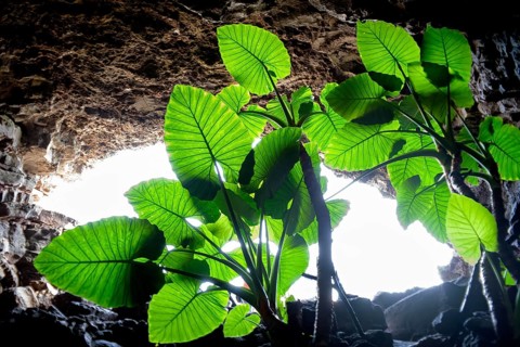A captivating view from below captures large vibrant green leaves framed by the rugged textures of