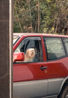 A curious dog peers out of the window of a red parked car, surrounded by a lush, natural backdrop