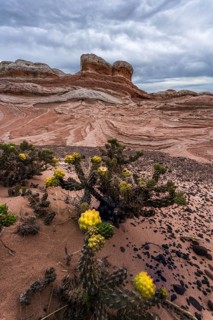 A scenic image capturing vivid yellow desert cactus contrasting with the intricate red and white