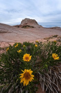 Vibrant Geraea canescens, or desert sunflowers, bloom at the base of unique sandstone formations in