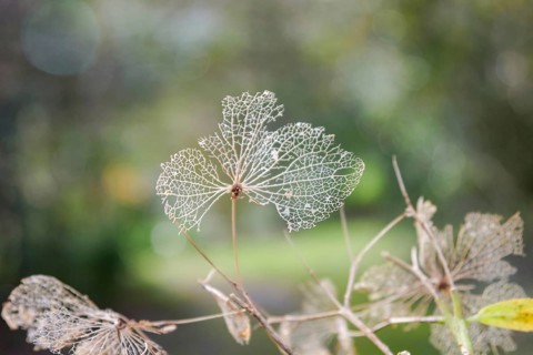 Close up of intricate, dried skeleton leaves with fine veins against a softly blurred green
