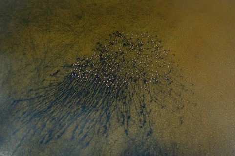 Aerial shot of birds at Toledo Lagoons, Spain. Greater flamingos create a stunning natural pattern
