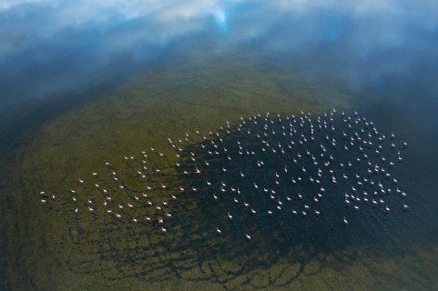 Aerial image showcases a large flock of Greater Flamingos at Toledo Lagoons, Spain. The serene,