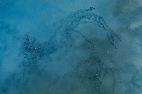 Captivating aerial view of mallard ducks over the tranquil waters of Toledo Lagoons, Spain. Nature