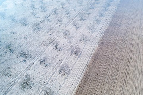 Aerial shot of an orchard near a lagoon in Toledo, Spain, with barren trees and parallel lines on