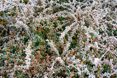 A dense cluster of shrubs features leaves and berries covered in a delicate frost, signaling the