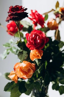 A beautiful bouquet of fresh red and orange roses with green leaves is captured in soft natural