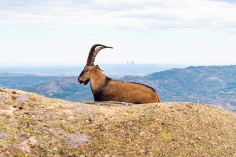 An adult Spanish ibex lounges on a rocky ledge in La Pedriza National Park, Madrid, with a