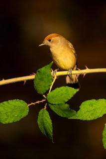 A female olive-crowned greenlet sits delicately on a thorny branch, surrounded by lush green leaves