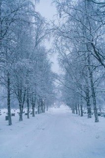 Discover a peaceful winter scene in Swedish Lapland, with snow-laden trees lining a quiet path,