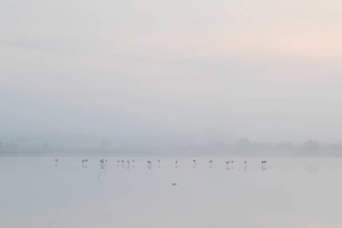 Greater flamingos stand gracefully in the mist at Toledo Lagoons, Spain. The serene morning