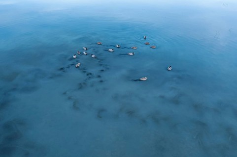 A peaceful view of mallards calmly floating on the clear, blue waters of Toledo Lagoons, Spain,