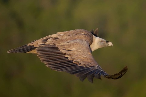 A close-up of a griffon vulture soaring against a soft, green backdrop Its detailed plumage and