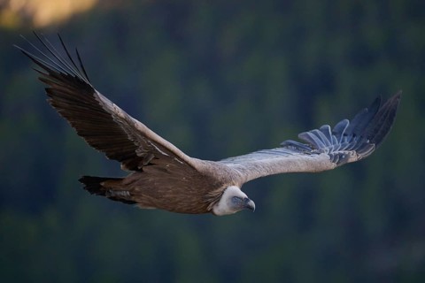 A griffon vulture gracefully soars through the skies of Alicante, Spain This majestic bird, with