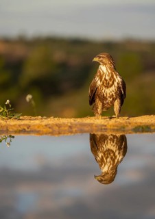 A majestic hawk, showcasing detailed brown and white plumage, perches solemnly above a mirror-like