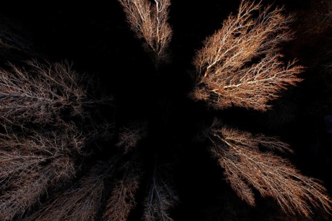 An aerial shot of bare trees during autumn, their sparse branches highlighted against dark