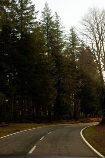 A peaceful road winds through tall evergreen trees in the soft morning light of autumn The serene