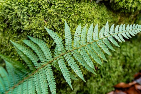 Vibrant green fern leaf against a lush mossy background, showcasing intricate patterns and textures