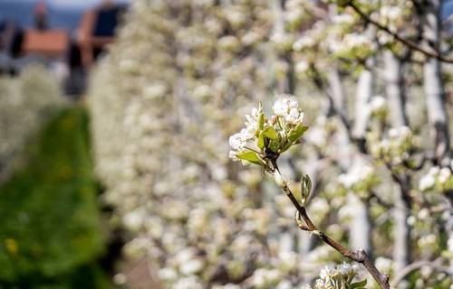 Lush apple trees in full bloom line a quaint village street in Switzerland, capturing the essence
