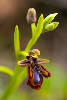 A vibrant close up of a bee orchid flower, showcasing its unique petal design and vivid colors.