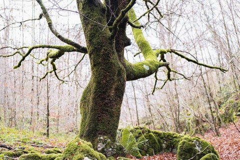 A picturesque moss covered tree stands majestically in a magic forest, surrounded by fallen leaves.
