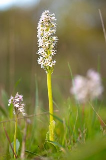 A single wild orchid stands tall in a vibrant green meadow. The delicate white flowers are captured